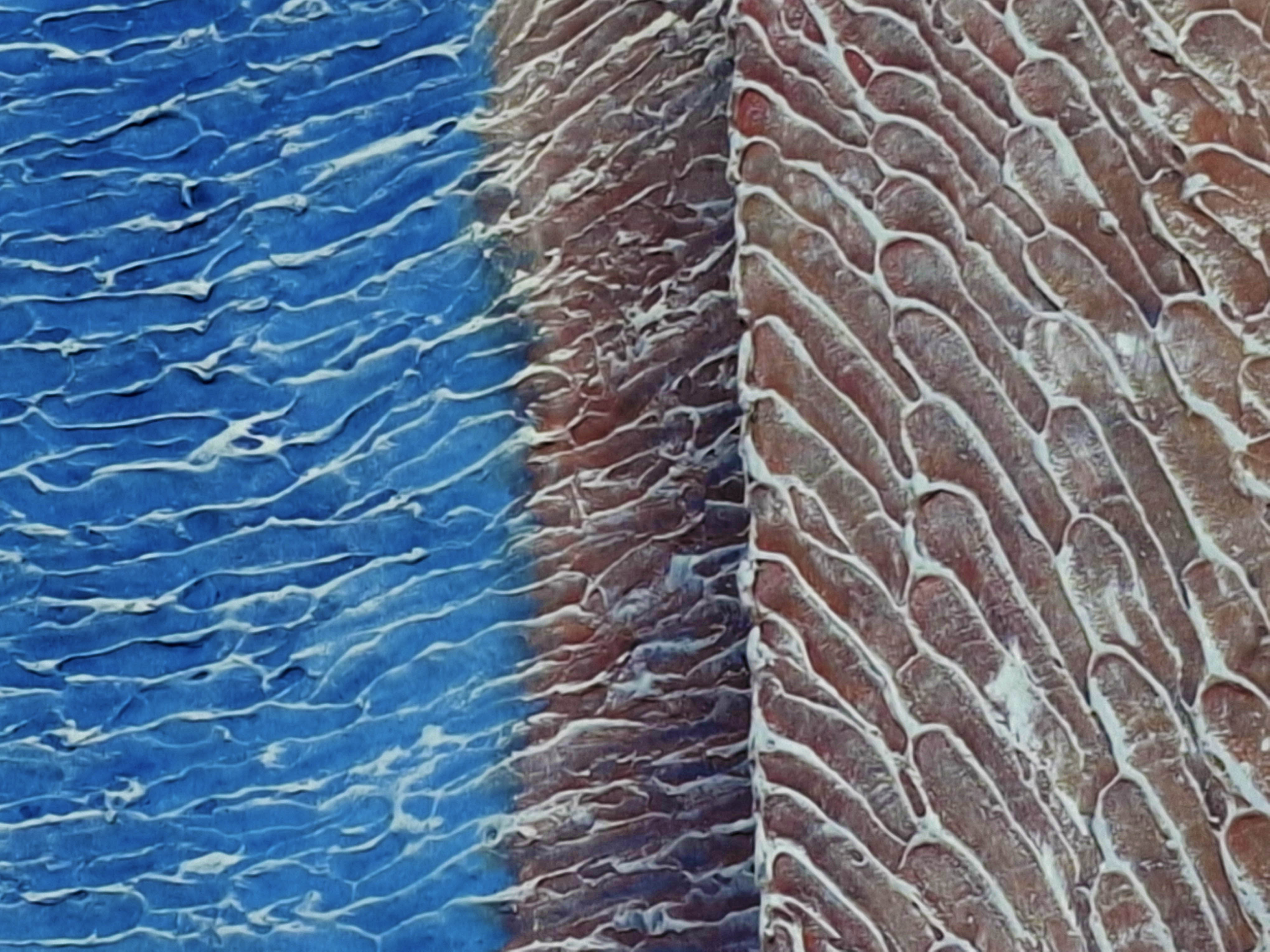 Paintings For Sale